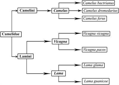 From Desert to Medicine: A Review of Camel Genomics and Therapeutic Products